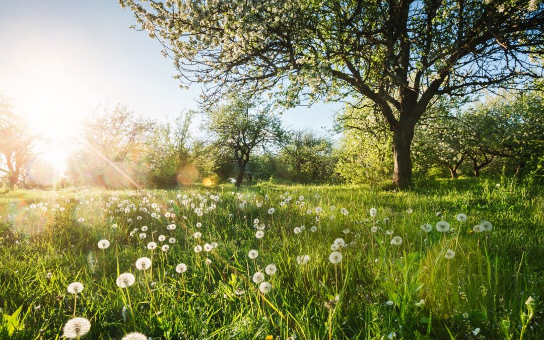 5 Simple Ways to Reset Your Health This Spring