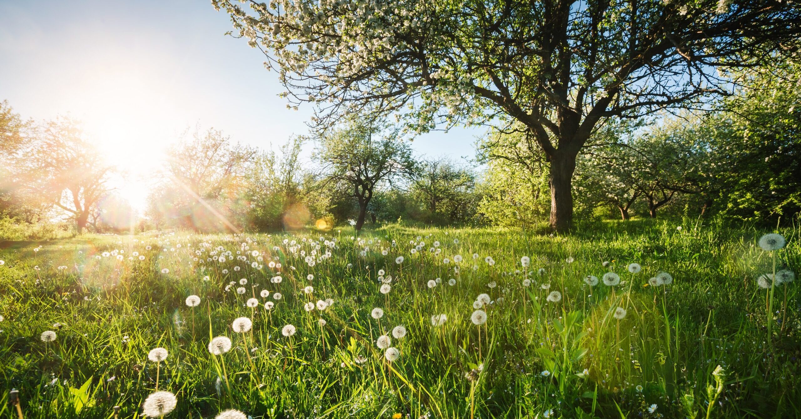 5 Simple Ways to Reset Your Health This Spring