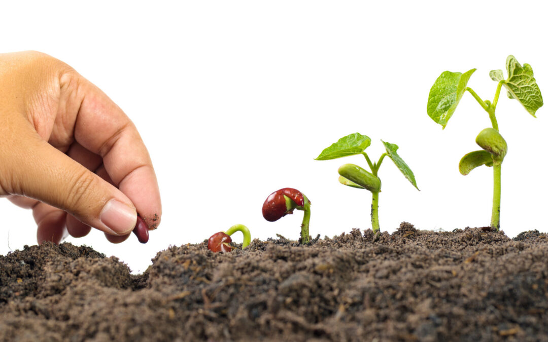 Seed, Time and Harvest